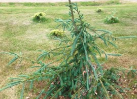 picea-engelmannii-snake1-650x650 (1)